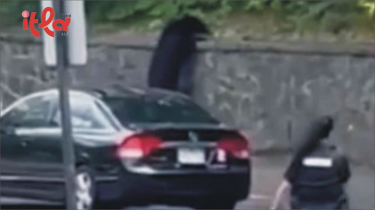 US: Juvenile Bear Enters Two Schools in Massachusetts, Students Temporarily Locked Down