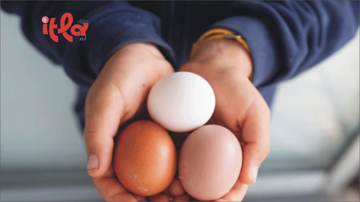 White vs. Brown Eggs: Experts Debunk the Myths and Reveal the Truth