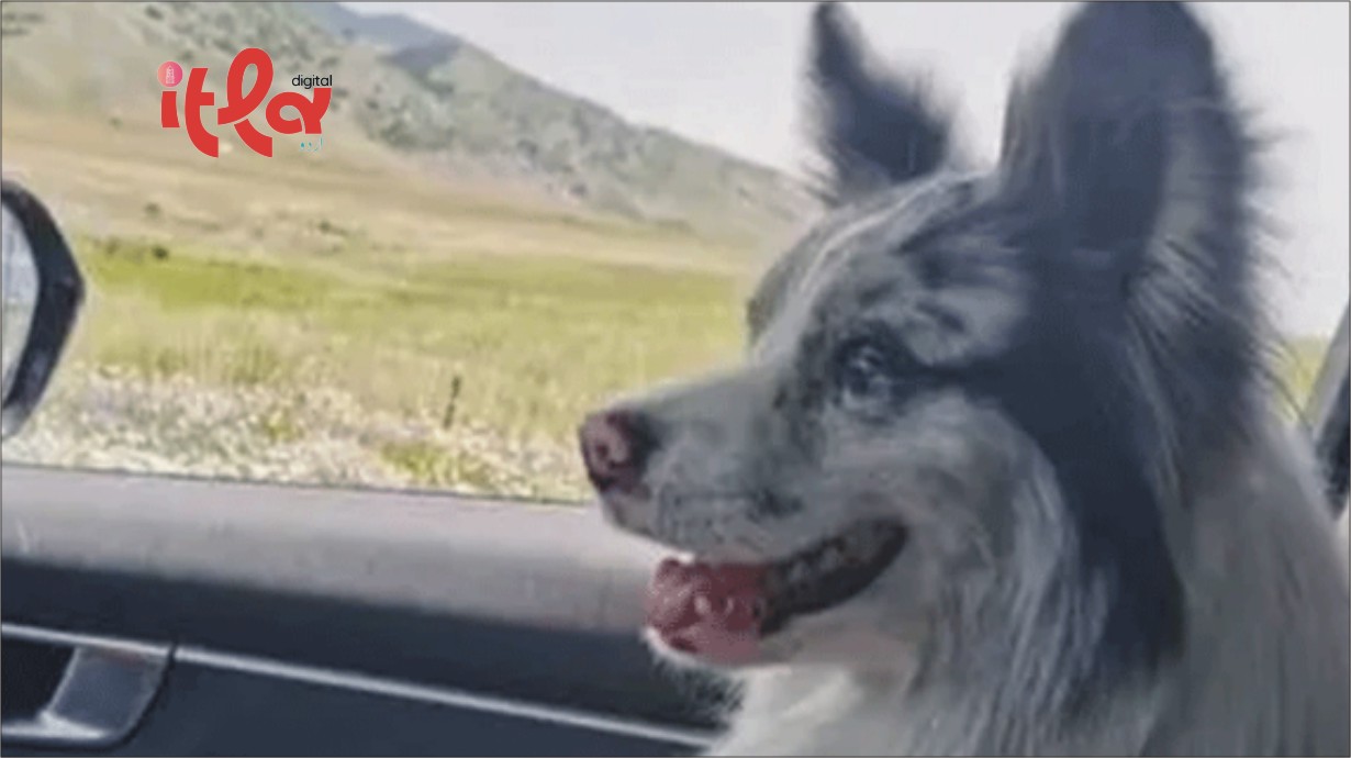 Famous Dog with 1.5 Million Social Media Followers Stolen, Sold and Eaten for Just $27