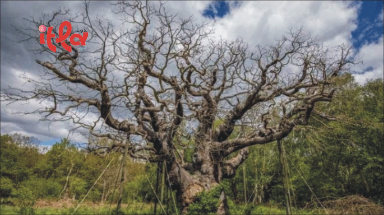 The World's Most Famous Oak Tree Dies After 1,000 Years