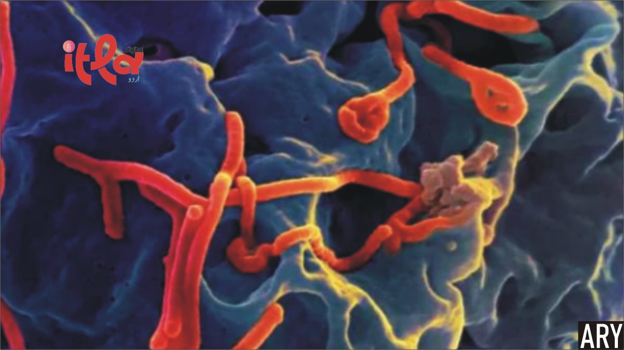 Ebola Virus Wreaks Havoc in Congo; Death Toll Rises to 438