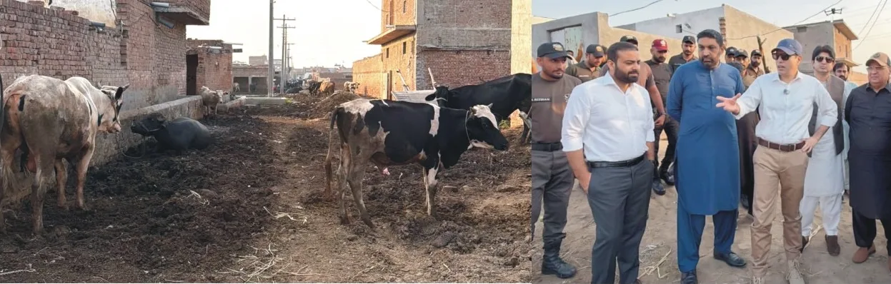 Faisalabad Commissioner Sets Sept. 20 Deadline for Livestock Removal from Urban Areas