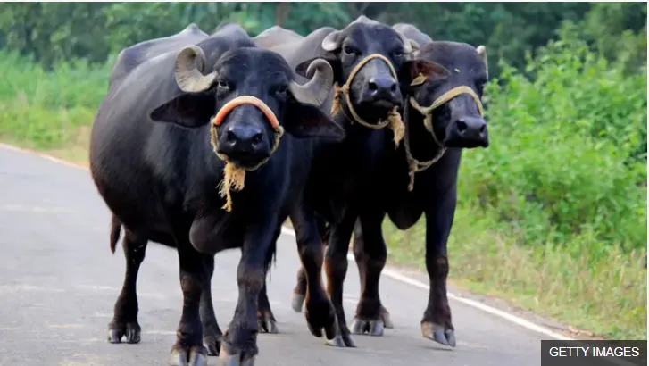 Bihar Police Turns to DNA Test to Resolve Unusual Buffalo Ownership Dispute